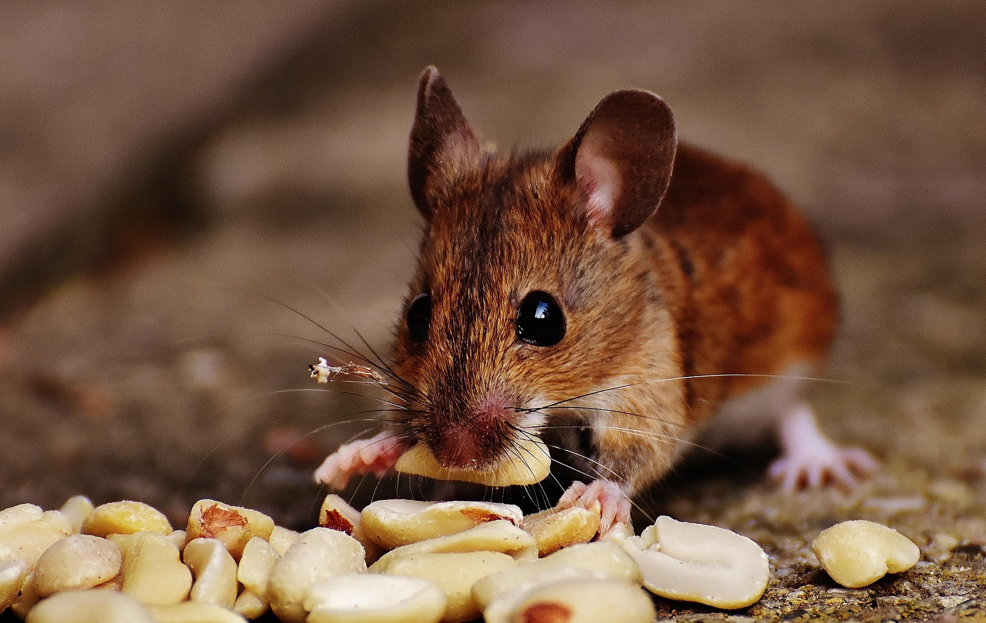 How DIY Pest Tips Can Actually Drive More Paid Services
