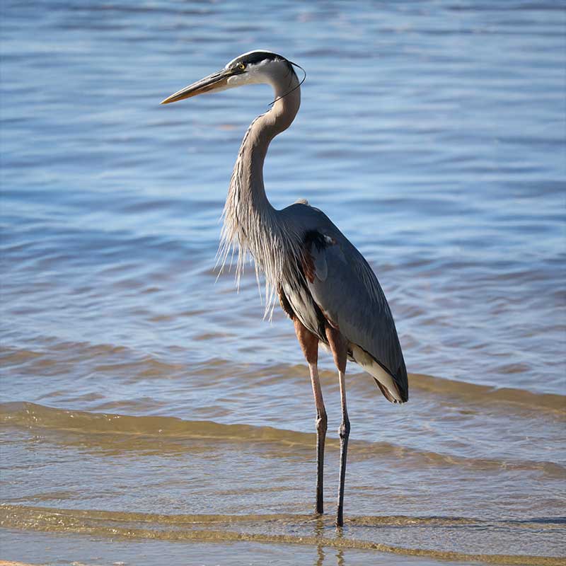 Jacksonville, FA