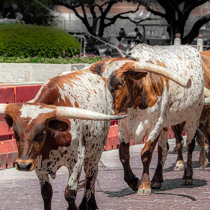 Fort Worth, Texas School Marketing: Attracting More Students image Fort Worth, TX